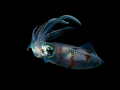   Reef squid night  